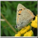 Lycaena phlaeas - Kleiner Feuerfalter 07.jpg